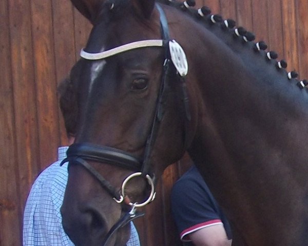 stallion Diamant d‘étoile (Hanoverian, 2014, from Diacontinus)
