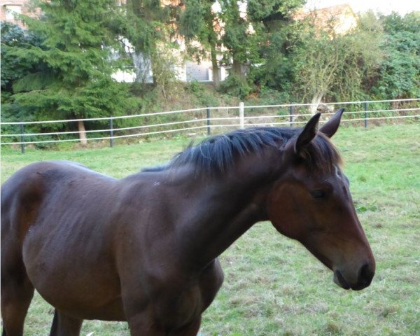 dressage horse Evita TS (Westphalian, 2016, from Estobar NRW)