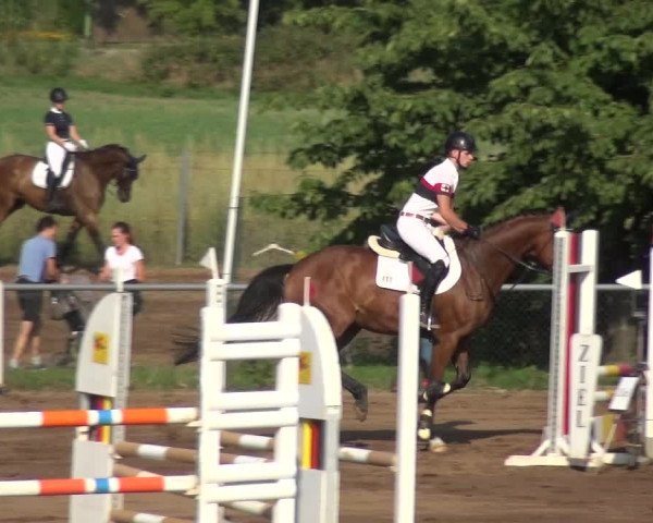Reitturnier Heidelberg-Kirchheim 2019