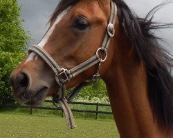 Springpferd Golden Gate N (Deutsches Reitpony, 2015, von Golden Challenge)