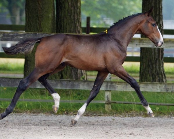 Springpferd Ferrari 2000 Z (Zangersheide Reitpferd, 2016, von For Pleasure)