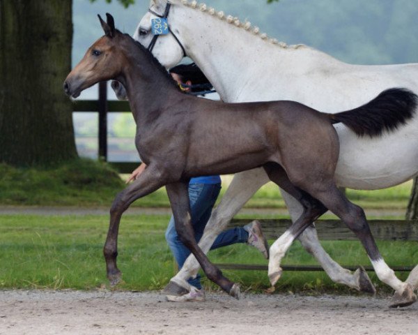 jumper Carrasco van de Molendreef Z (Zangersheide riding horse, 2016, from Comme il Faut)