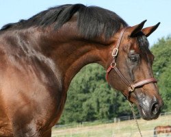 Deckhengst Prokat (Russisch Trakehner, 1987, von Hockey 41)