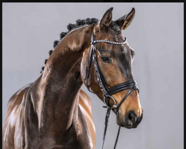 dressage horse For Kingdom (Hanoverian, 2017, from Franziskus FRH)