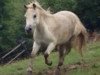 broodmare Trixi (Shetland Pony, 2008)