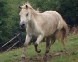 broodmare Trixi (Shetland Pony, 2008)