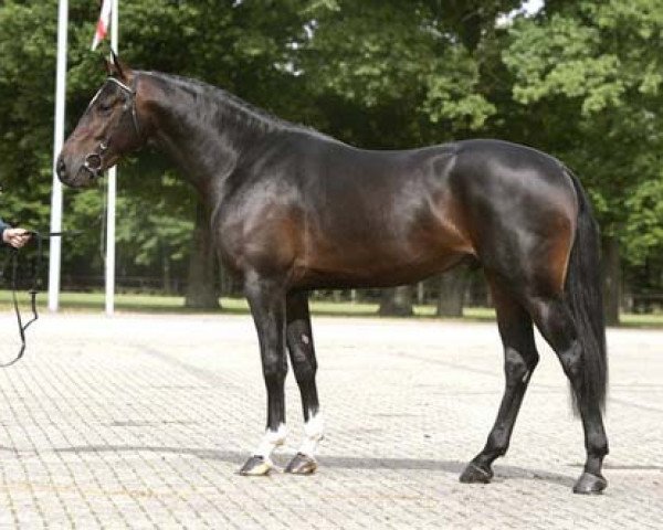 stallion Zapatero VDL (Dutch Warmblood, 2004, from Chin Chin)