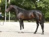 stallion Zapatero VDL (Royal Warmblood Studbook of the Netherlands (KWPN), 2004, from Chin Chin)