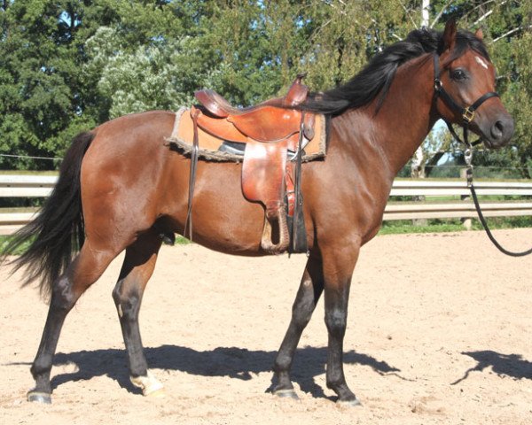 Pferd Czadyr (Vollblutaraber, 2012, von Pilot ox)