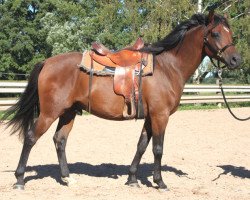 horse Czadyr (Arabian thoroughbred, 2012, from Pilot ox)