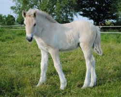 horse Iskara (Fjord Horse, 2016, from Ismo)