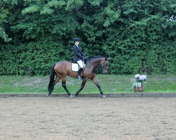 dressage horse Belle de Nuit 5 (Hanoverian, 2011, from Bonifatius)