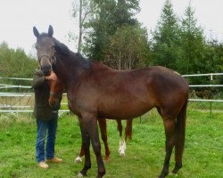 broodmare Misses Jones (Trakehner, 2012, from E.H. Millennium)