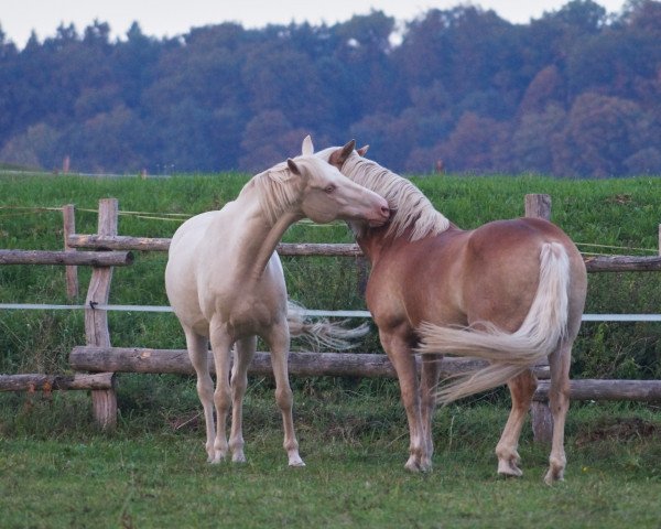 Pferd Baby Cream (Nederlands Welsh Ridepony,  , von Cocky Dundas xx)