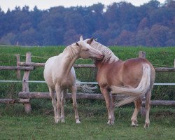 horse Baby Cream (Nederlands Welsh Ridepony,  , from Cocky Dundas xx)