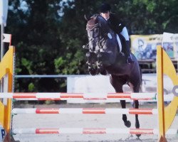 jumper Chester 331 (Oldenburg show jumper, 2012, from Conthargos)