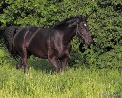 dressage horse Karencia (Westphalian, 2006, from Kapriolan F)