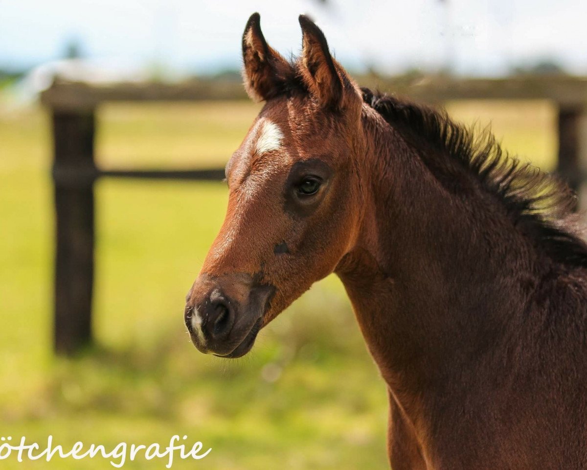 dressage horse Santa Margherita K (Westphalian, 2016, from Sir Heinrich OLD)