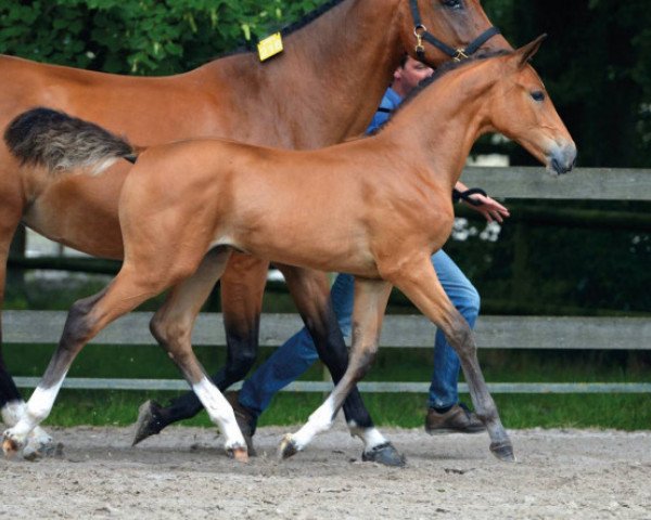 jumper Quinta DB Z (Zangersheide riding horse, 2016, from Quasimodo vd Molendreef)