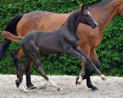 Springpferd Cliquot van 't Ameldonk Z (Zangersheide Reitpferd, 2016, von Cicero Z van Paemel)