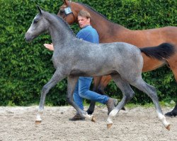 stallion Cracker Jack Z (Zangersheide riding horse, 2016, from Cornet Obolensky)