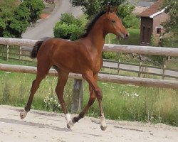 Springpferd Do You du Seigneur Z (Zangersheide Reitpferd, 2016, von Don't Touch Tiji Hero)