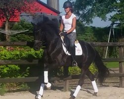 dressage horse Ferrero de Lux (KWPN (Royal Dutch Sporthorse), 2013)