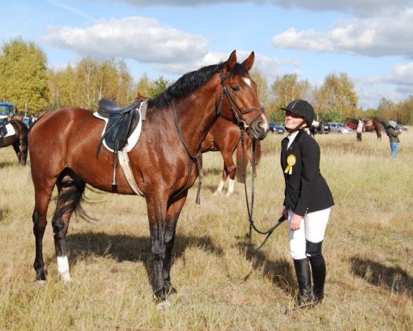 stallion Bakalar (Polish Warmblood,  , from Caretino K)