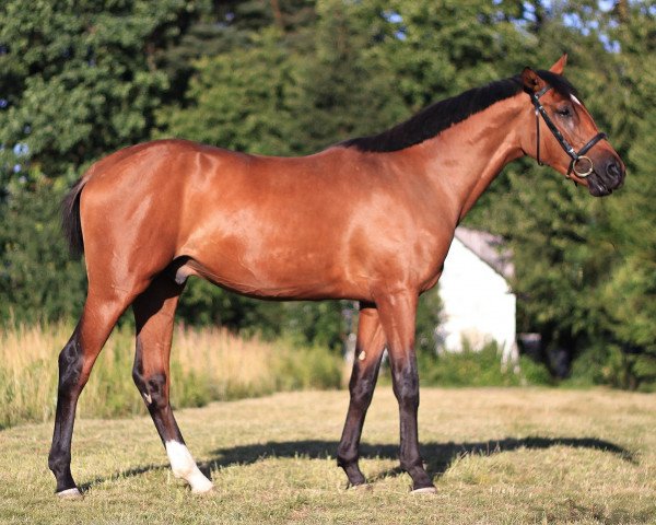 Springpferd Eldorado (Polnisches Warmblut, 2014, von Bakalar)