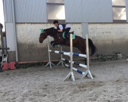 horse Rizmo (Polish Warmblood, 2011, from Rokset)