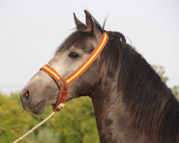 Pferd MORO (Hispano-Araber, 2013)