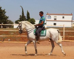 Pferd Hastur (Lusitano, 2006)