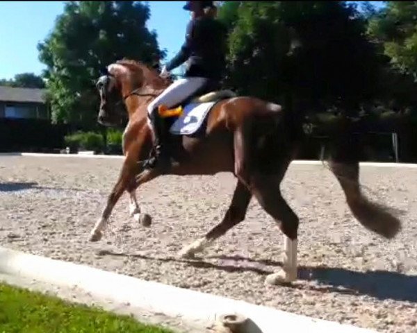 dressage horse Falco von Nymphenburg (Hanoverian, 2011, from Fürst Nymphenburg)