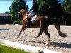 dressage horse Falco von Nymphenburg (Hanoverian, 2011, from Fürst Nymphenburg)