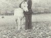 broodmare Coed Coch Pwffiad (Welsh mountain pony (SEK.A), 1955, from Coed Coch Madog)