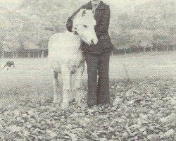 broodmare Coed Coch Pwffiad (Welsh mountain pony (SEK.A), 1955, from Coed Coch Madog)