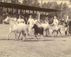 broodmare Twyford Cobweb (Welsh mountain pony (SEK.A), 1960, from Twyford Moonshine)