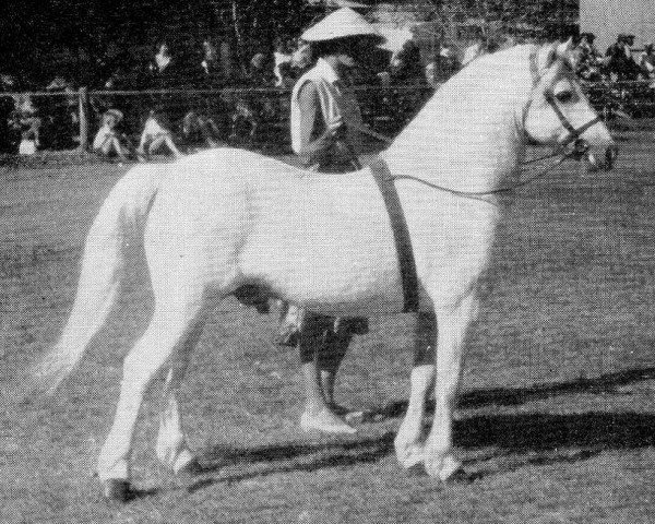stallion Cui Hailstone (Welsh mountain pony (SEK.A), 1948, from Criban Snow Ball)