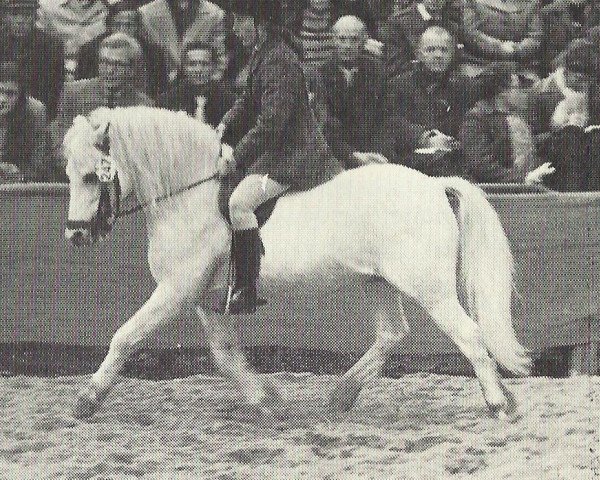 Deckhengst Coed Coch Planedydd (Welsh Mountain Pony (Sek.A), 1958, von Cui Hailstone)
