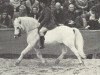 stallion Coed Coch Planedydd (Welsh mountain pony (SEK.A), 1958, from Cui Hailstone)