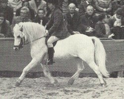 stallion Coed Coch Planedydd (Welsh mountain pony (SEK.A), 1958, from Cui Hailstone)