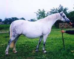 broodmare Lintelo's Cat's Eye (Welsh mountain pony (SEK.A),  , from Coed Coch Planedydd)