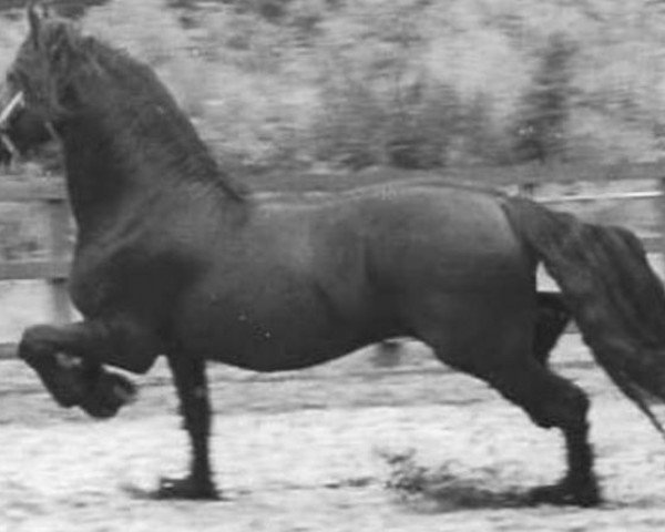 stallion Oege 267 (Friese, 1977, from Wessel 237)