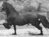 stallion Oege 267 (Friese, 1977, from Wessel 237)