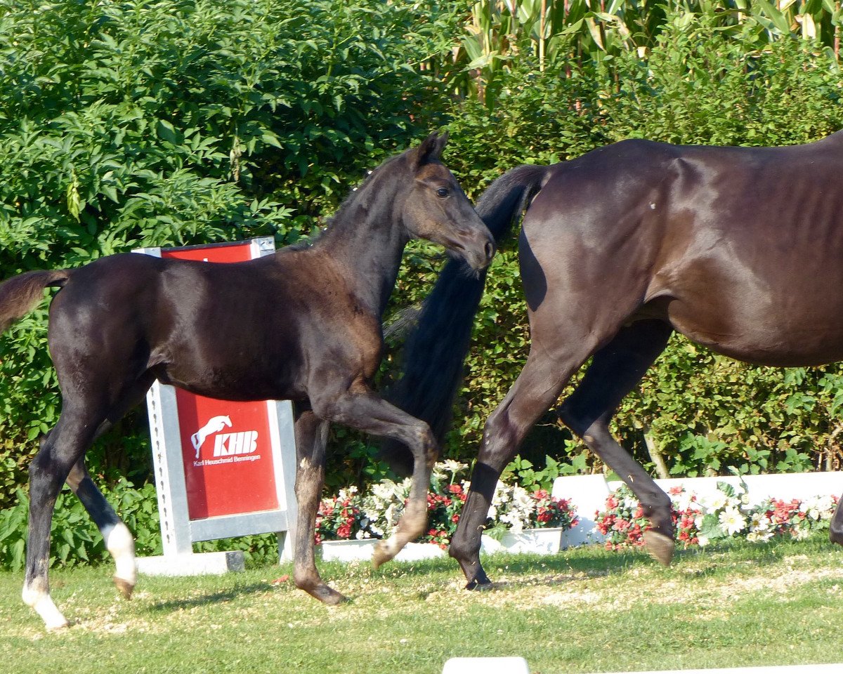 broodmare Fräulein Frieda PST (Oldenburg, 2016, from For Romance I)