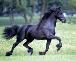 stallion Tsjerk 328 (Friese, 1990, from Feitse 293)