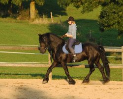 dressage horse Michel 239 (Friese, 2004, from Tsjerk 328)