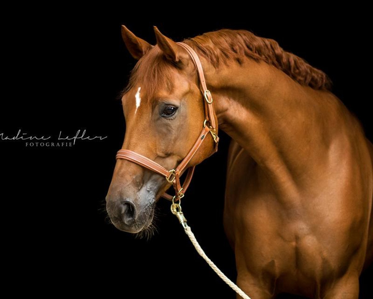 dressage horse Dirty Harry 61 (Hanoverian, 2008, from Danone II)