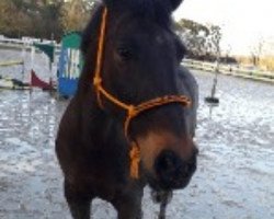 dressage horse Dara 24 (Oldenburg, 2001, from Don Larino 171 FIN)