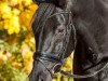 dressage horse His Highlight 3 (Hanoverian, 2004, from His Highness)